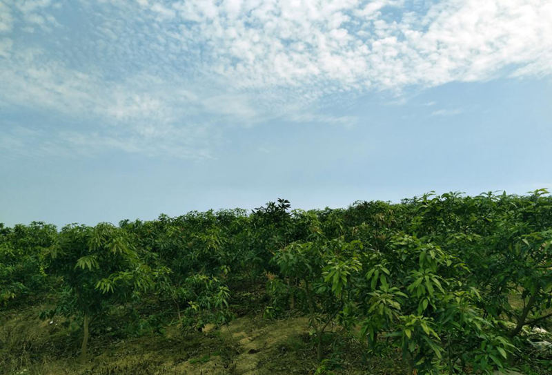 愛普豐澤晟華：為農(nóng)服務(wù)，我們是快樂的